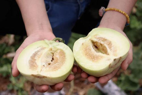 香水吃瓜 第2张 香水吃瓜 第2张